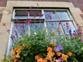 Colourful Flowers in a Window Garden