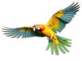 Colourful flying parrot