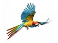 Colourful flying parrot