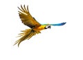 Colourful flying parrot Royalty Free Stock Photo