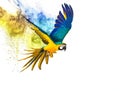 Colourful flying parrot