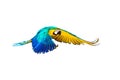 Colourful flying parrot