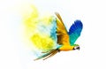 Colourful flying parrot