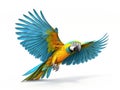 Colourful flying parrot