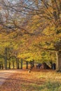 Colourful foliage in Autumn on a calm, tranquil day with people walking on a trail or pathway through the park vegetation at fall Royalty Free Stock Photo