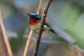 Colourful Fork Tailed Sunbird on the branch