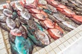 Colourful fresh fish for sale at Apia Seafood Market in Samoa, S