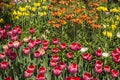Colourful Fresh Spring Tulips Flowers Nature Landscape Background Royalty Free Stock Photo