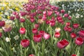 Colourful Fresh Spring Tulips Flowers Nature Landscape Background Royalty Free Stock Photo