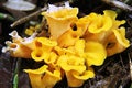 Colourful Fungi on the forest floor.