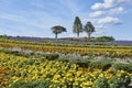 Colourful Garden in Biei Hokkaido