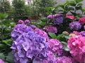 Colourful Garden Hortencia Royalty Free Stock Photo