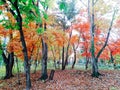 colourful garden in Korea Nami Island