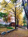 colourful garden in Korea Nami Island