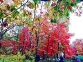 colourful garden in Korea Nami Island