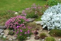 Colourful garden rockery featuring seaside daisies and senecio plant in bloom during summer