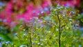 Colourful garden scene in spring