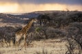 Colourful Giraffe at sunrise South Africa