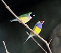 Colourful gouldian finch chloebia gouldiae Royalty Free Stock Photo