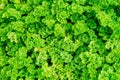Colourful Green Ground Cover Foliage Texture Royalty Free Stock Photo