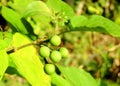 Colourful green wild berry