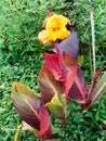 Colourful Gymea Lilly Flower and Leaves Royalty Free Stock Photo