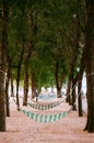 Colourful hammocks hanging on pine tree on beach Royalty Free Stock Photo