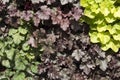 Colourful Heuchera leaves on a plant wall Royalty Free Stock Photo