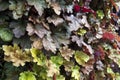 Colourful heuchera leaves on a plant wall in autumn Royalty Free Stock Photo