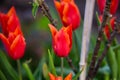 Colourful hot red tulips and dwarf apple tree beginning to bloom in spring garden Royalty Free Stock Photo