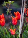 Colourful hot red tulips and dwarf apple tree beginning to bloom in spring garden Royalty Free Stock Photo