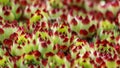 Colourful houseleeks, Sempervivum growing in garden rockery