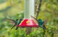 Colourful hummingbirds of Leymebamba, Peru