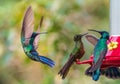 Colourful hummingbirds of Leymebamba, Peru