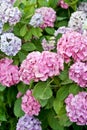 Colourful hydrangea flowers