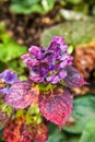 Colourful hydrangea flowers at botanic garden