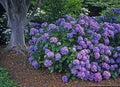 Colourful Hydrangeas Royalty Free Stock Photo