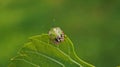 colourful insect Royalty Free Stock Photo