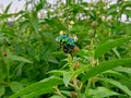 The colourful insect in geen leave Royalty Free Stock Photo