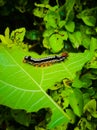 A colourful insect on a leaf different leaves around there Royalty Free Stock Photo