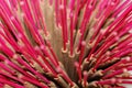 Colourful insence sticks background Royalty Free Stock Photo