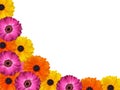 Colourful isolated pink yellow and orange gerbera daisy background Royalty Free Stock Photo