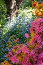 Colourful Japanese azaleas in dappled shade outside the walled garden at Eastcote House Gardens in Eastcote Hillingdon, UK