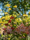 Colourful Japanese azaleas in dappled shade outside the walled garden at Eastcote House Gardens in Eastcote Hillingdon, UK Royalty Free Stock Photo