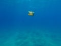 Colourful jellyfish at the mediterranean sea of Lloret de Mar