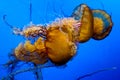 Colourful jellyfish swims in blue ocean sea, dangerous poisonous jellyfish Japanese sea nettle, Copy space. Panoramic