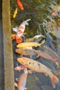 Colourful koi