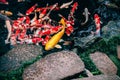 Colourful Koi Carp Fish in Japanese garden pond with plants and