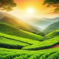 colourful landscaped green tea calmness health work