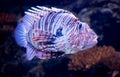 Large Striped Fish In Aquarium